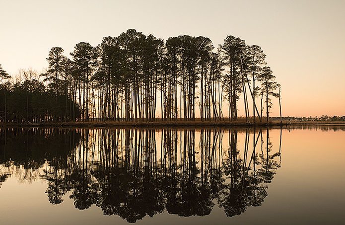 Tree silhouettes by water